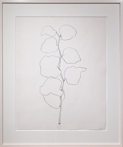 Briar 1960 Graphite on paper Sheet: 28 1/2 x 22 1/...